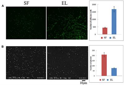 Development of Small-Diameter Elastin-Silk Fibroin Vascular Grafts